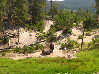 04-06-2 Mud Volcano area --- a lonely bison